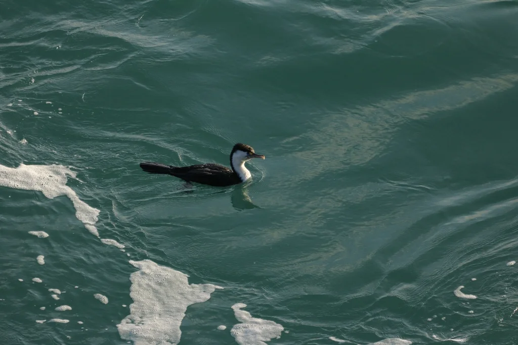 斑鸬鹚(Phalacrocorax varius)
