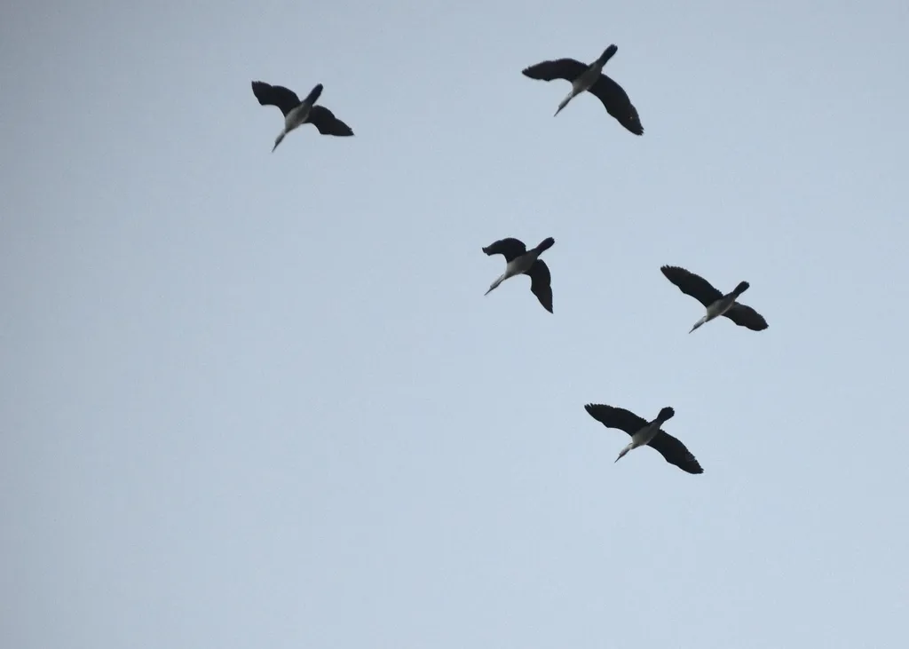 斑鸬鹚(Phalacrocorax varius)