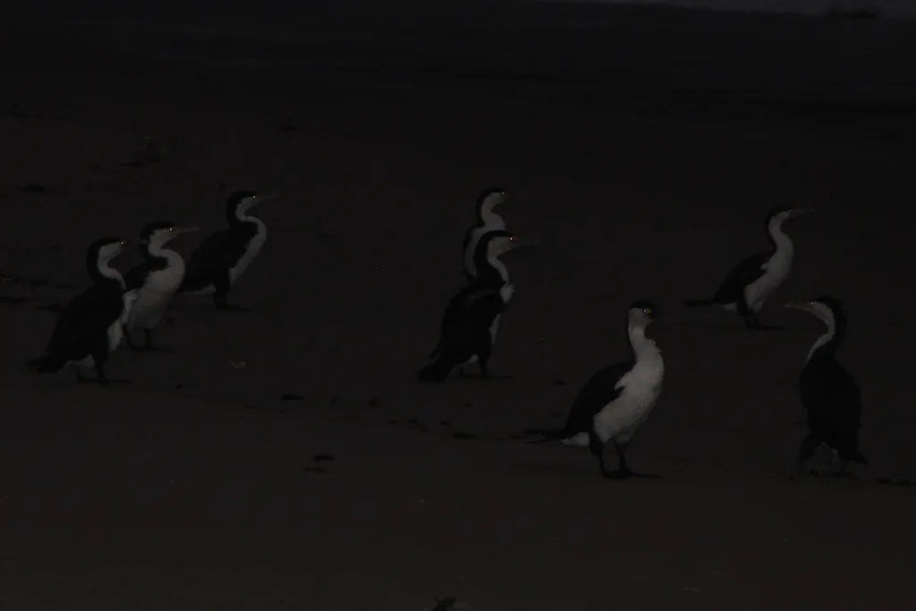 斑鸬鹚(Phalacrocorax varius)