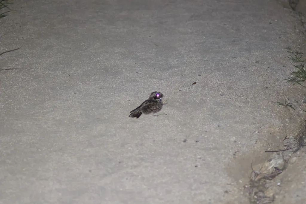 北美小夜鹰(Phalaenoptilus nuttallii)