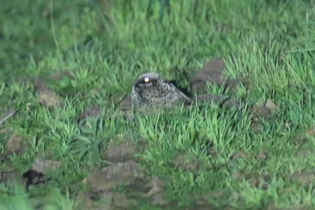 北美小夜鹰(Phalaenoptilus nuttallii)
