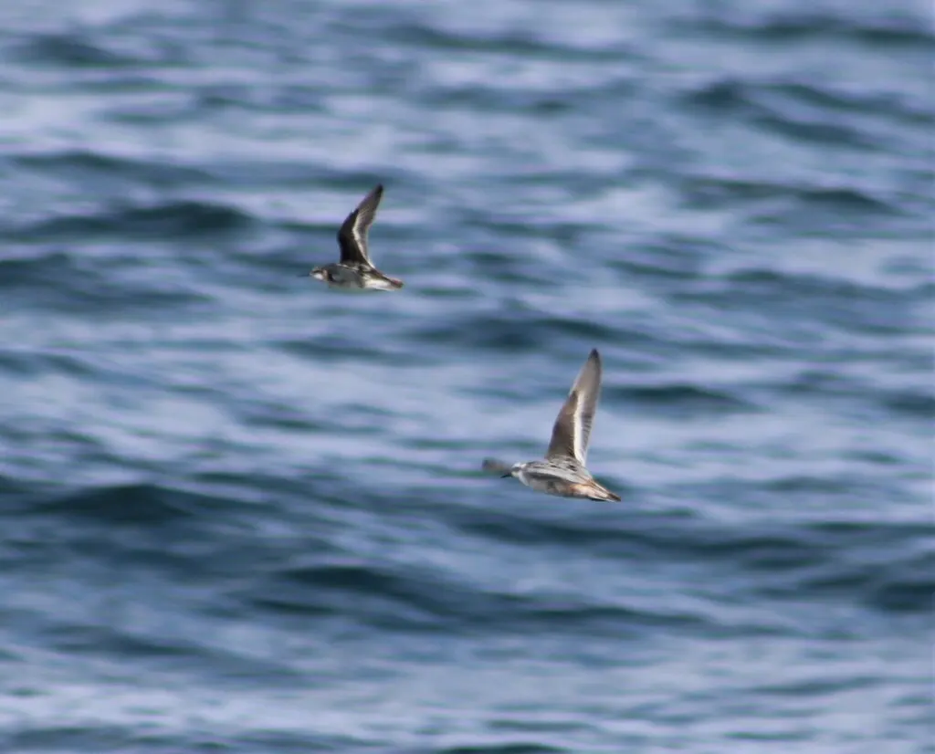 灰瓣蹼鹬(Phalaropus fulicarius)