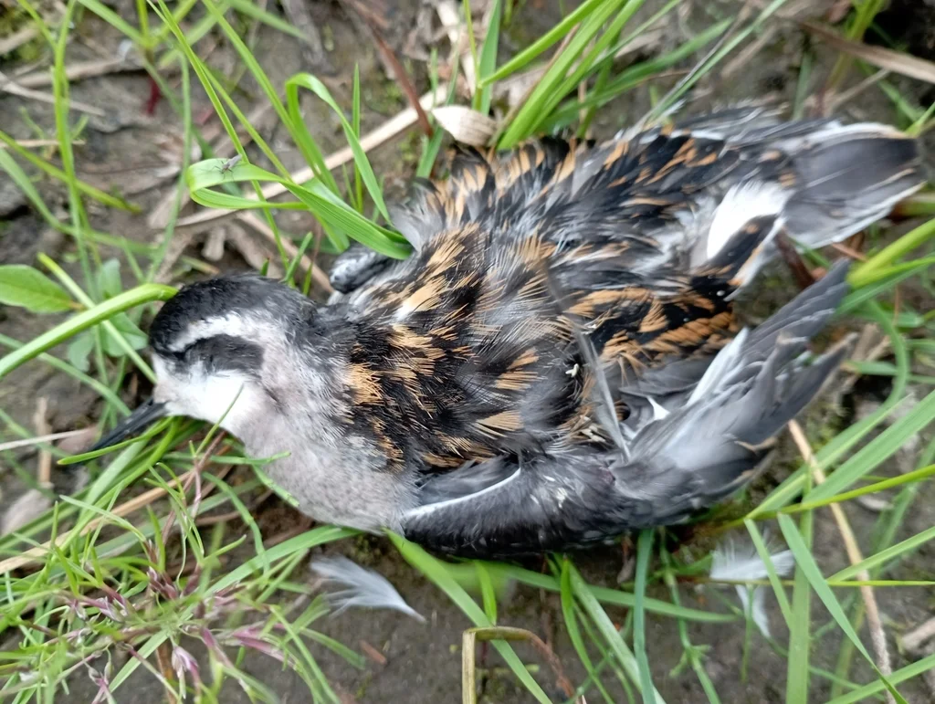 红颈瓣蹼鹬(Phalaropus lobatus)