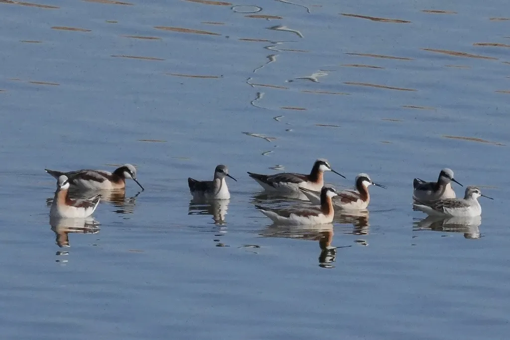 细嘴瓣蹼鹬(Phalaropus tricolor)