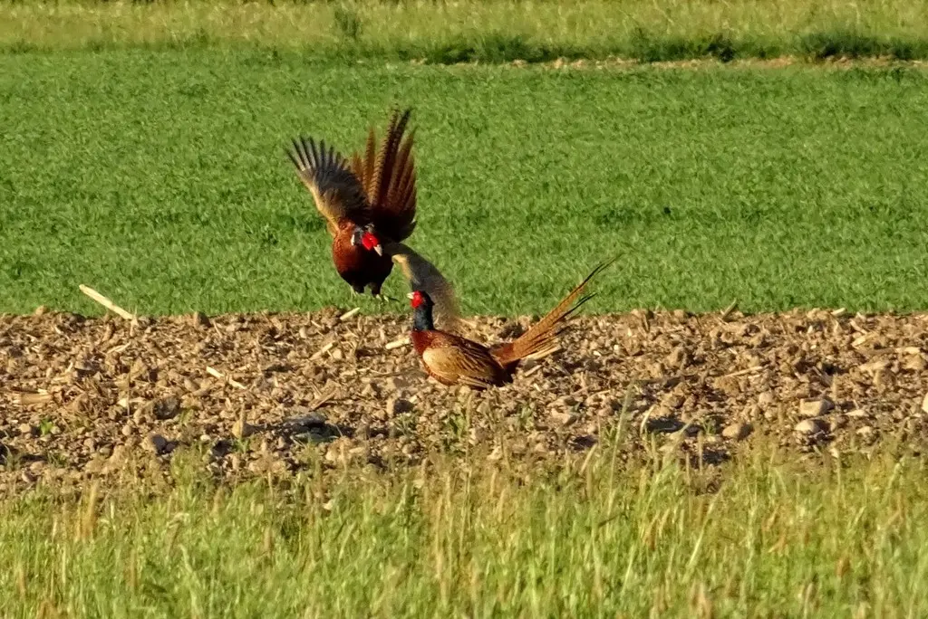 雉鸡(Phasianus colchicus)