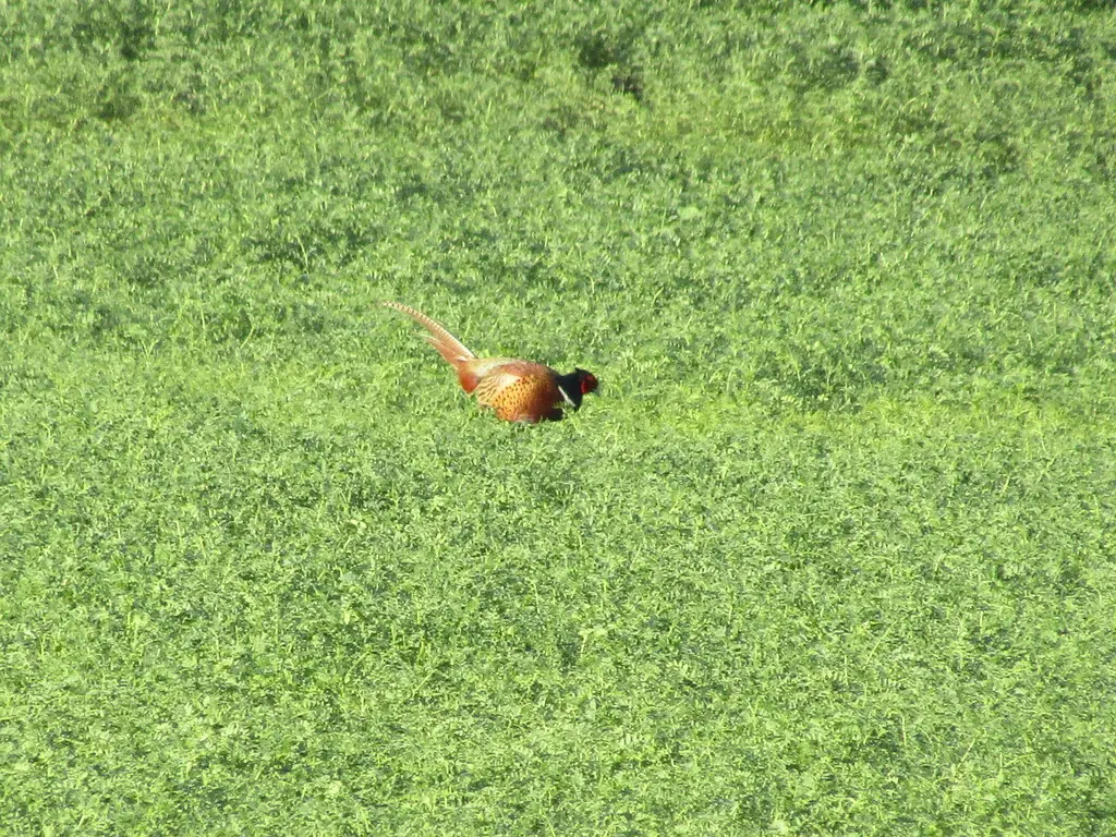 雉鸡(Phasianus colchicus)