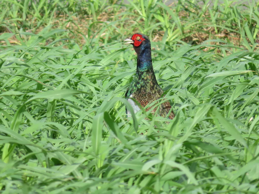 绿雉(Phasianus versicolor)
