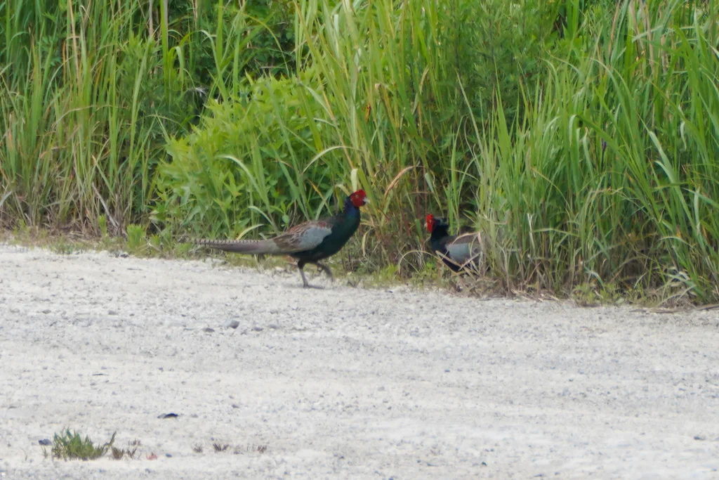 绿雉(Phasianus versicolor)