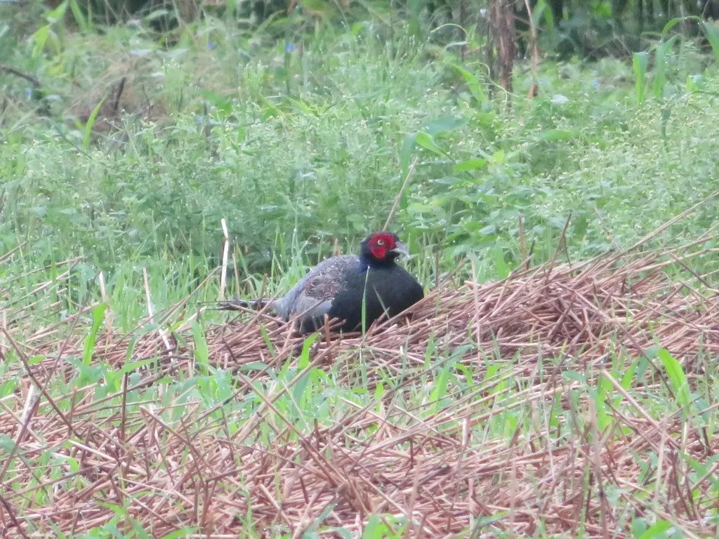 绿雉(Phasianus versicolor)