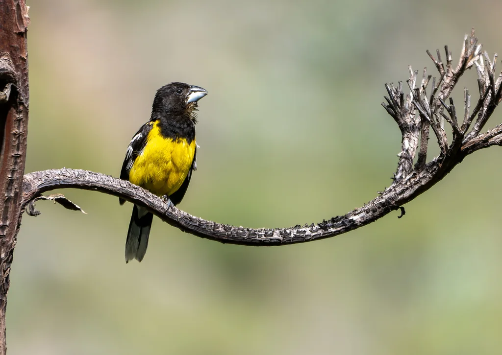 黑背斑翅雀(Pheucticus aureoventris)