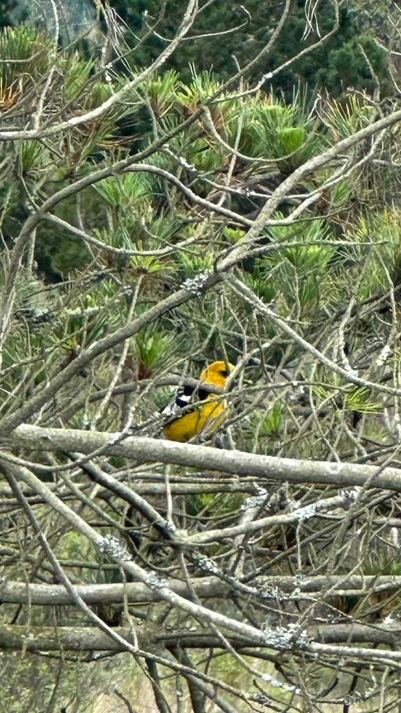 黄腹斑翅雀(Pheucticus chrysogaster)