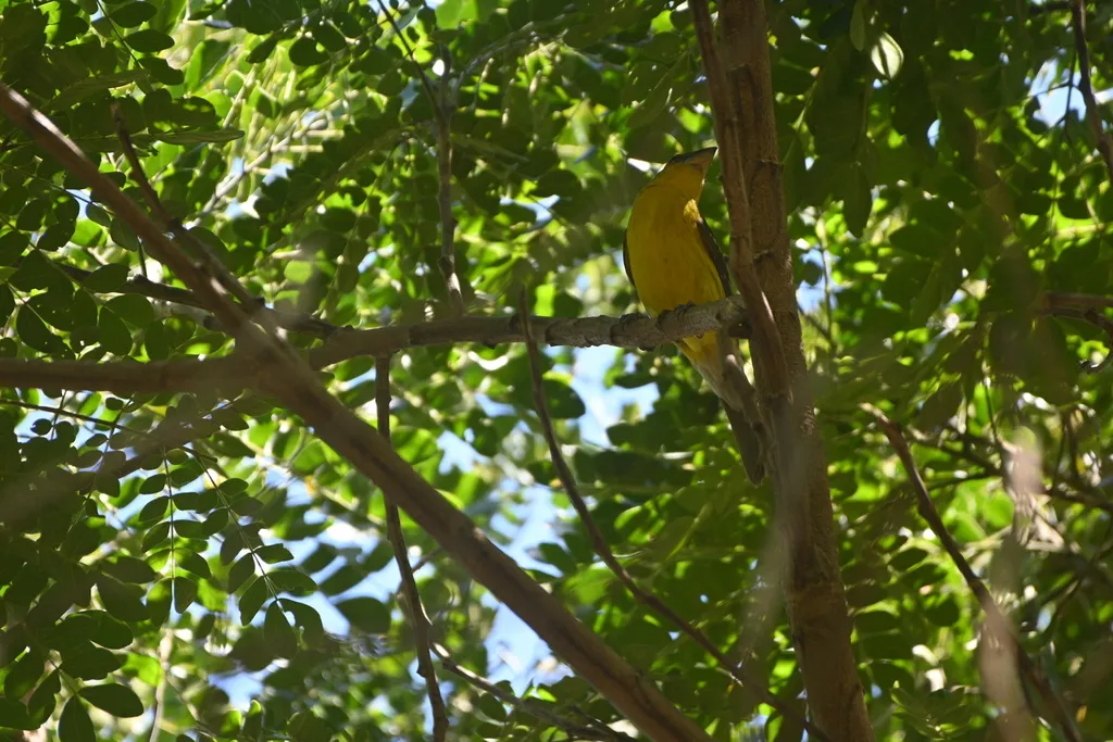 黄色斑翅雀(Pheucticus chrysopeplus)