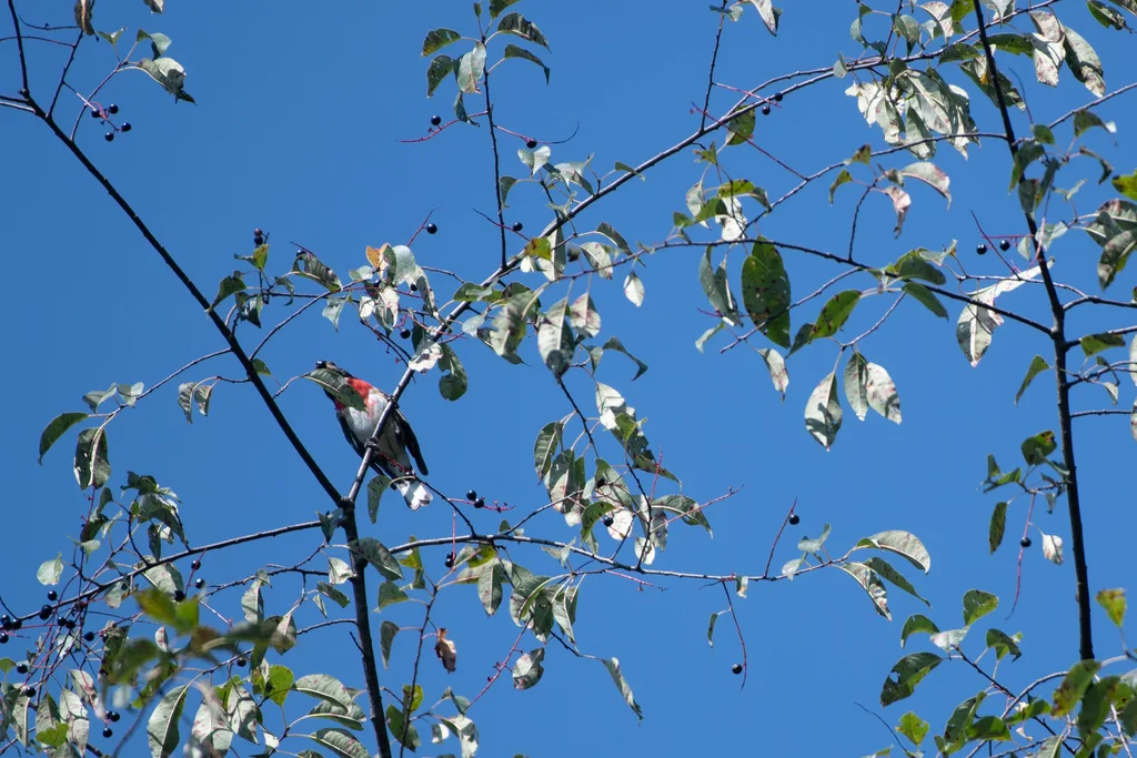玫胸斑翅雀(Pheucticus ludovicianus)