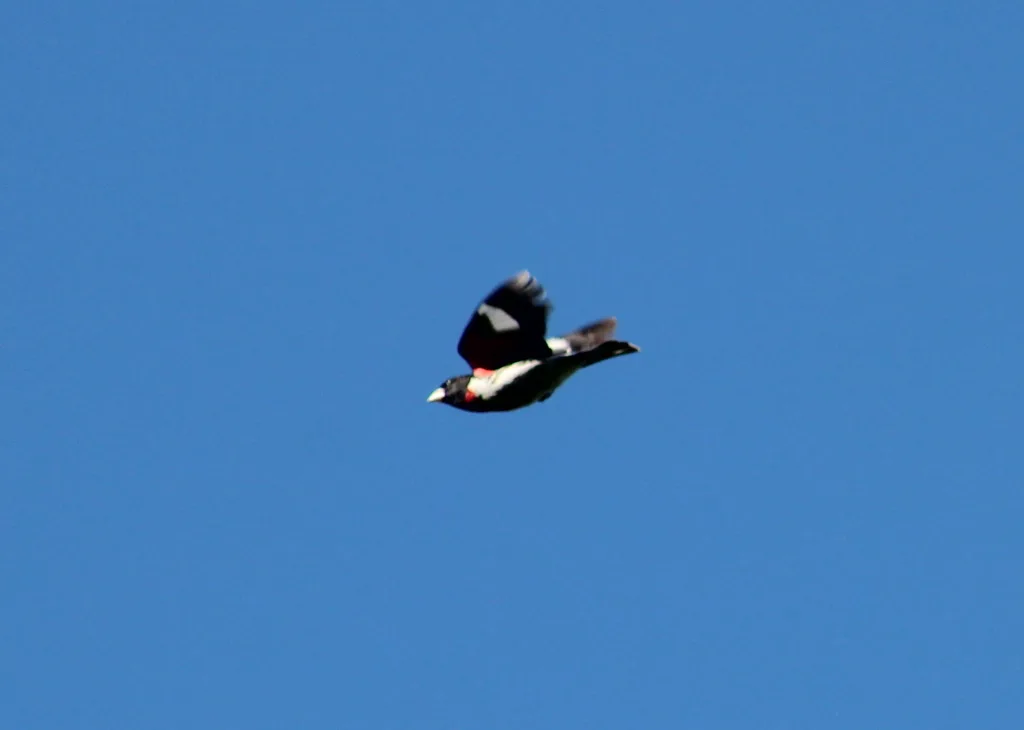 玫胸斑翅雀(Pheucticus ludovicianus)
