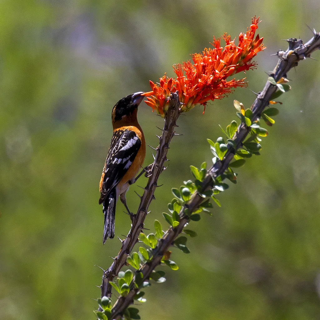 黑头斑翅雀(Pheucticus melanocephalus)