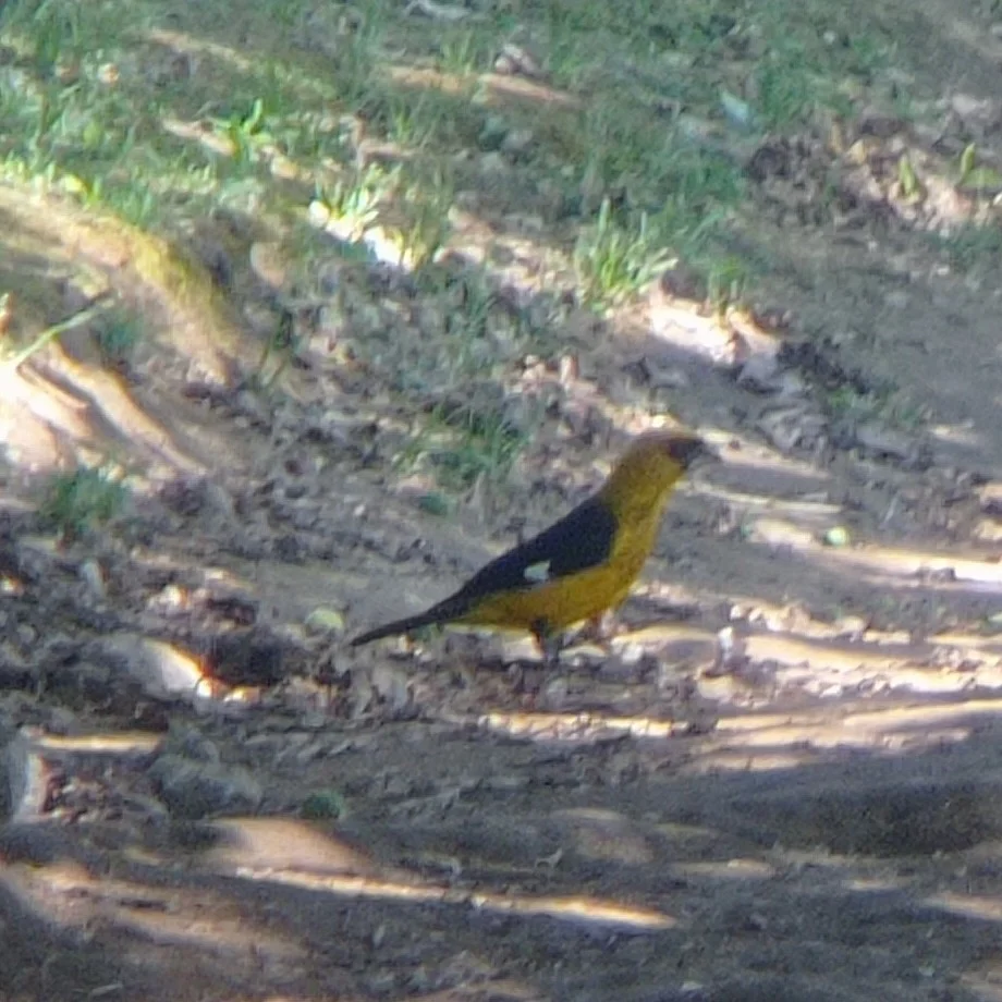 黑腿斑翅雀(Pheucticus tibialis)