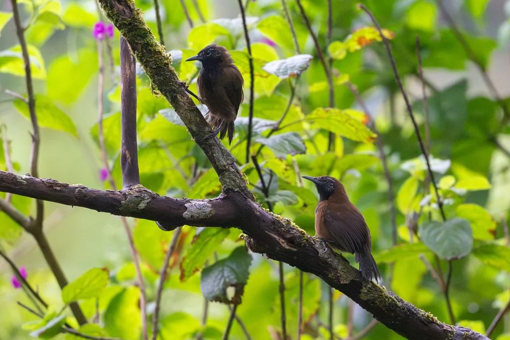黑喉苇鹪鹩(Pheugopedius atrogularis)