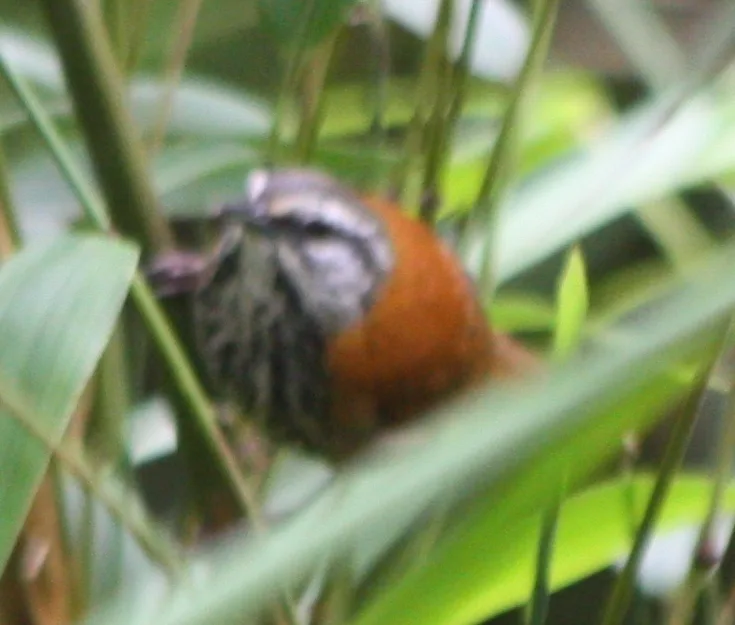 印加苇鹪鹩(Pheugopedius eisenmanni)