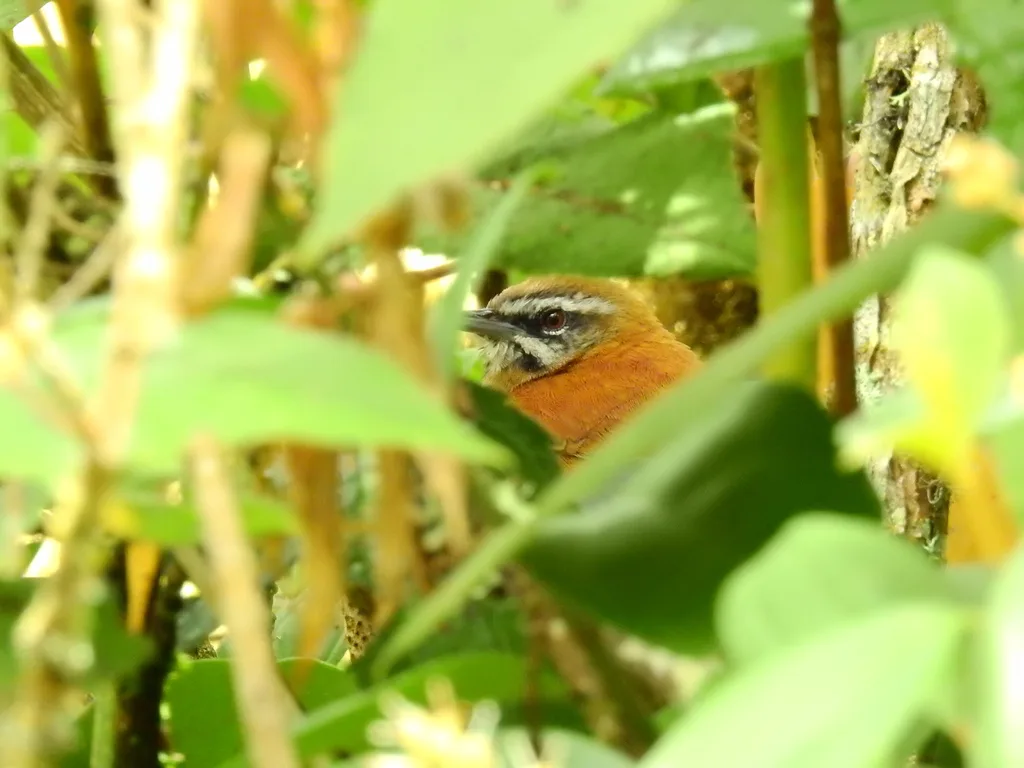 淡尾苇鹪鹩(Pheugopedius euophrys)