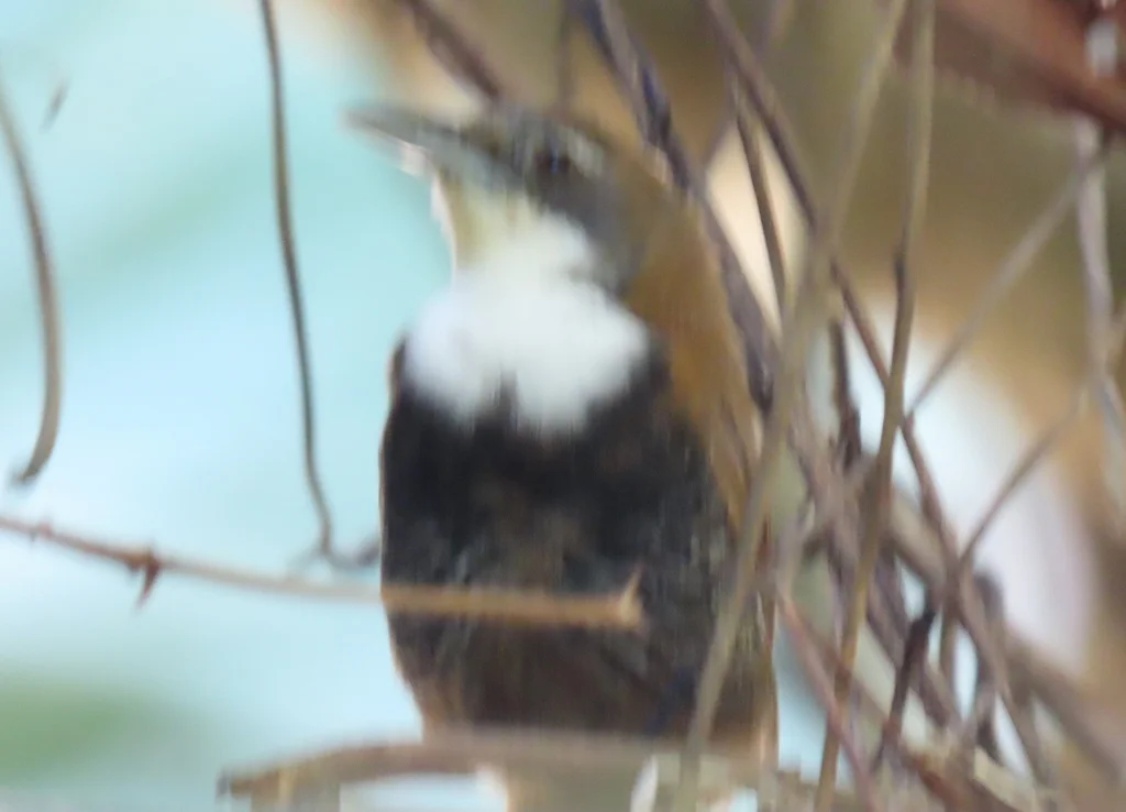 黑腹苇鹪鹩（Pheugopedius fasciatoventris）