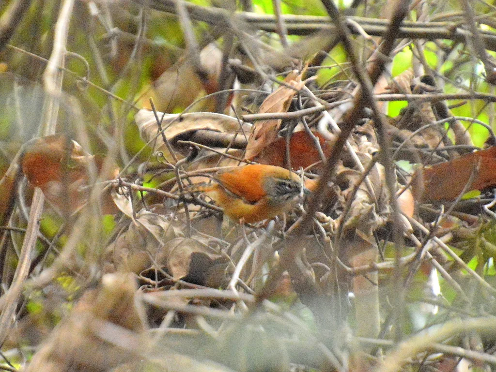 须苇鹪鹩(Pheugopedius genibarbis)