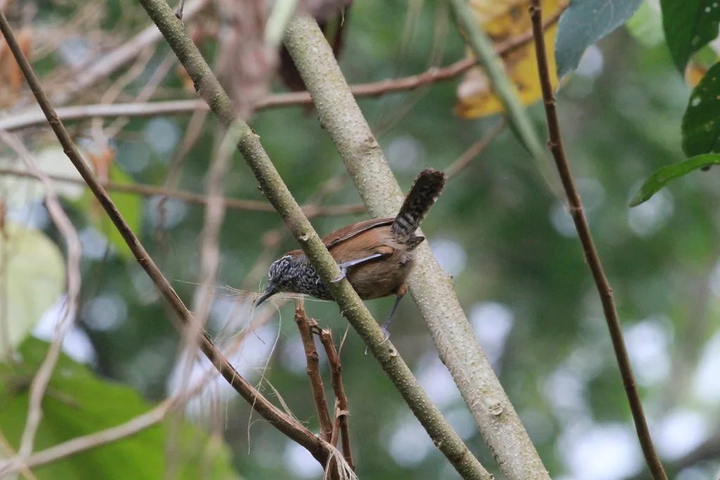 斑胸苇鹪鹩(Pheugopedius maculipectus)