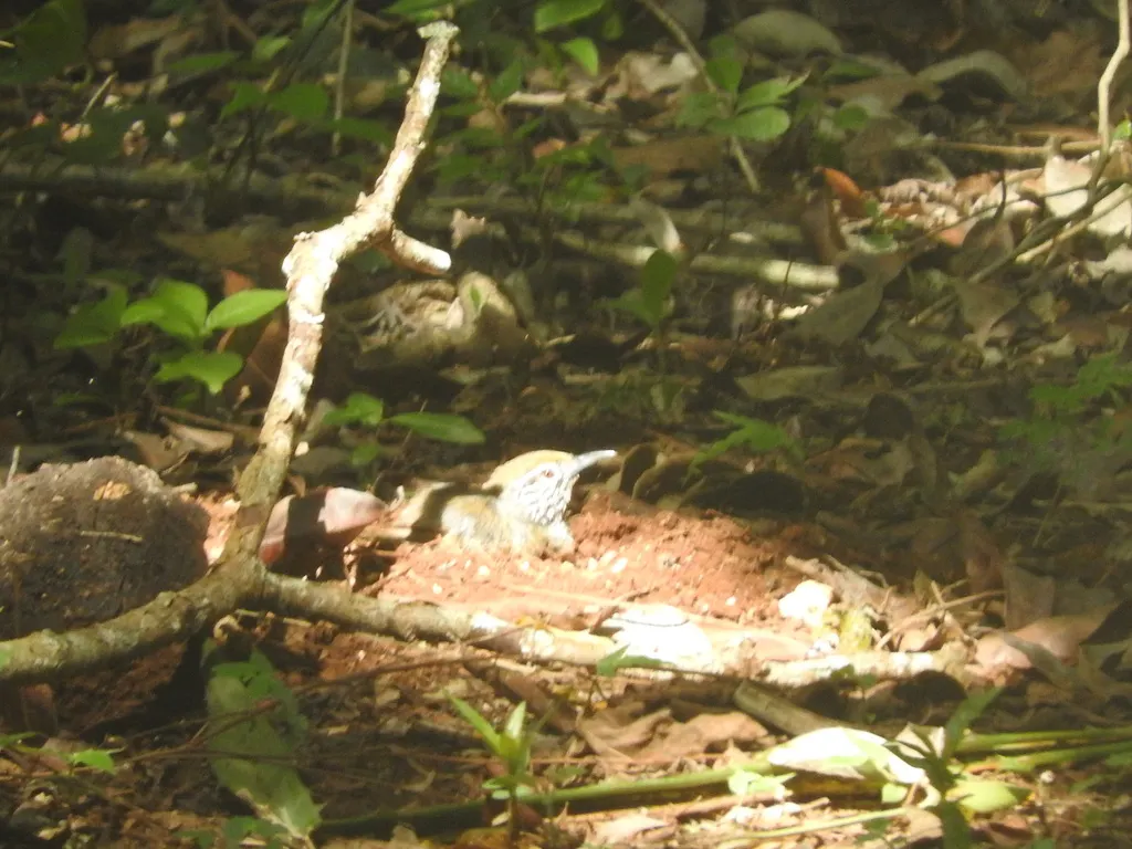 斑胸苇鹪鹩(Pheugopedius maculipectus)