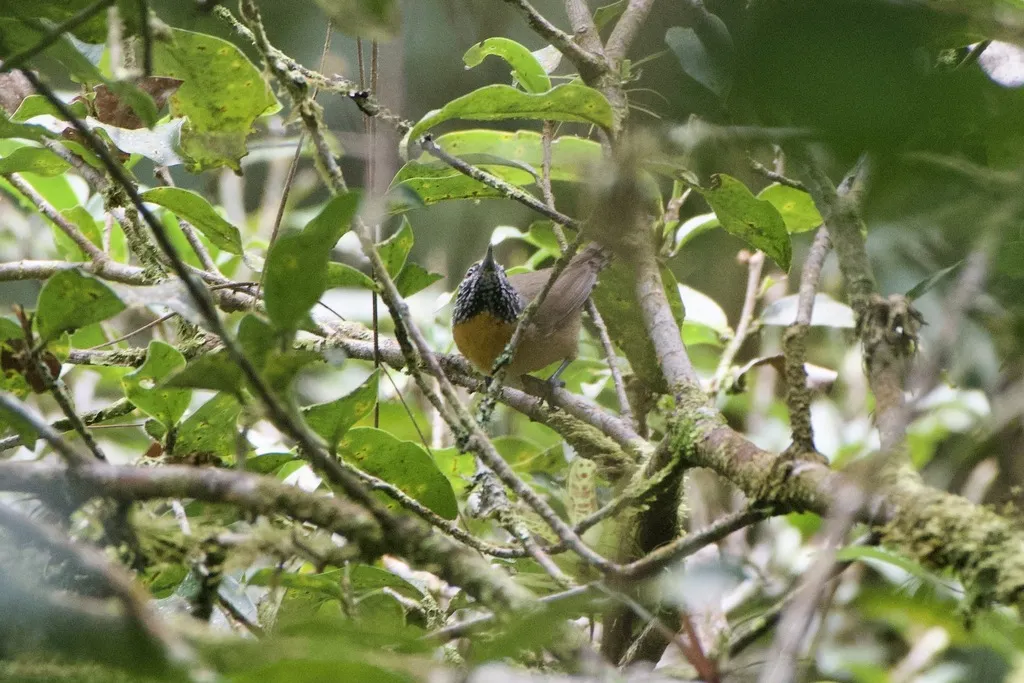 棕胸苇鹪鹩(Pheugopedius rutilus)