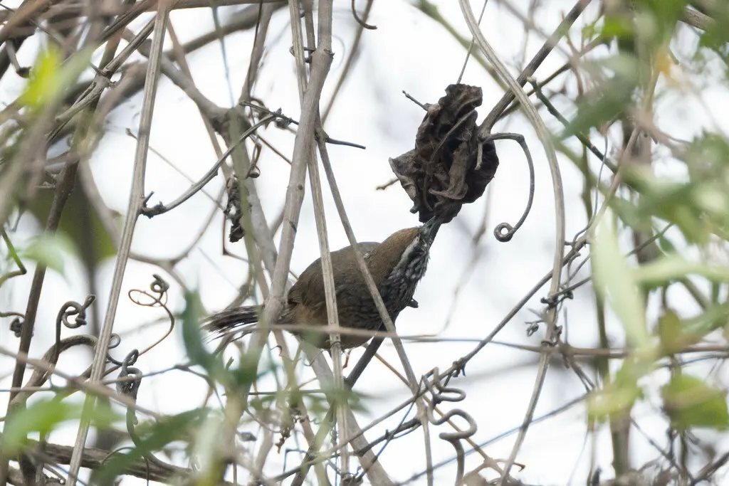 鳞胸苇鹪鹩(Pheugopedius sclateri)