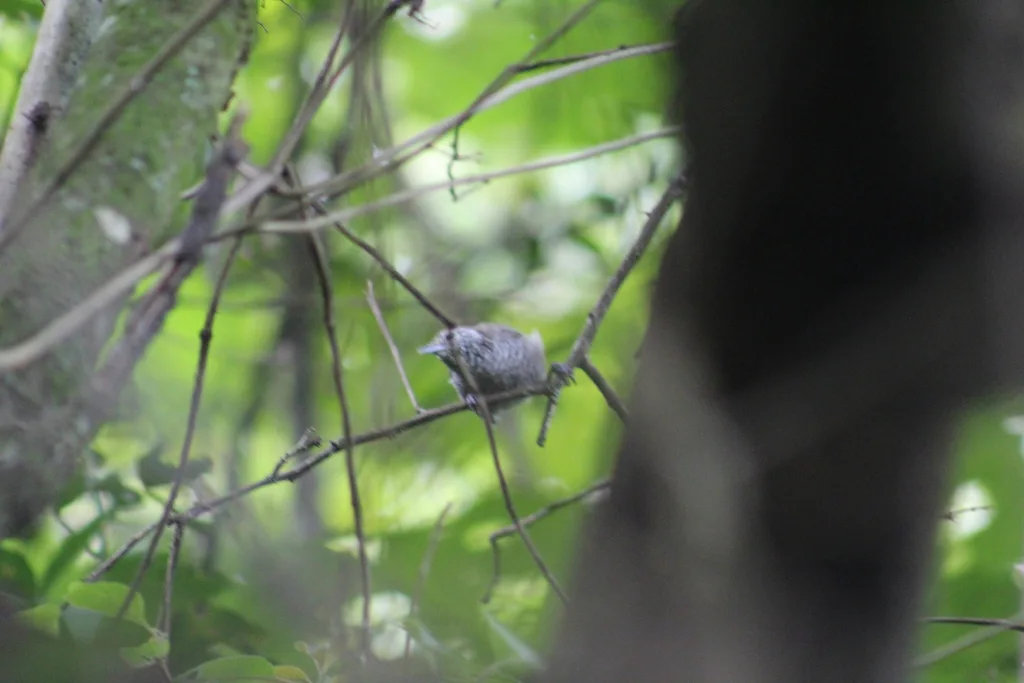 鳞胸苇鹪鹩(Pheugopedius sclateri)
