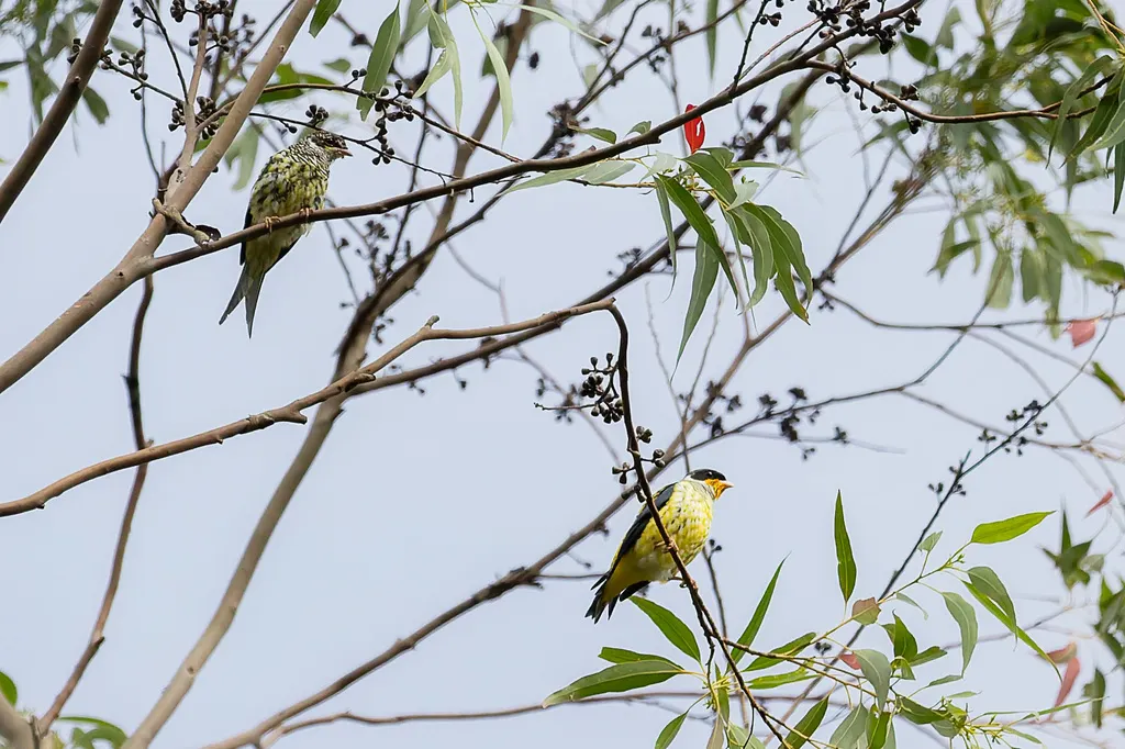 燕尾伞鸟(Phibalura flavirostris)