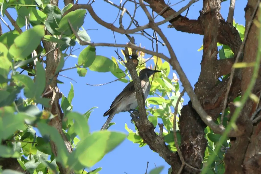 小吮蜜鸟(Philemon citreogularis)