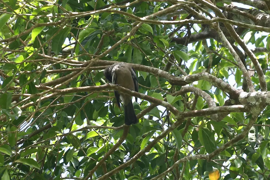 新喀吮蜜鸟(Philemon diemenensis)