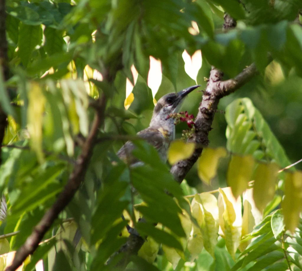 帝汶吮蜜鸟(Philemon inornatus)