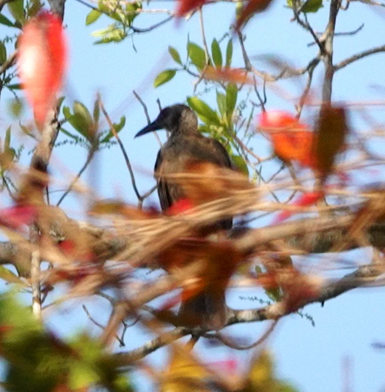东黑脸吮蜜鸟(Philemon plumigenis)