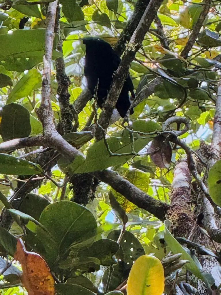 紫黑裸眉鸫（Philepitta castanea）