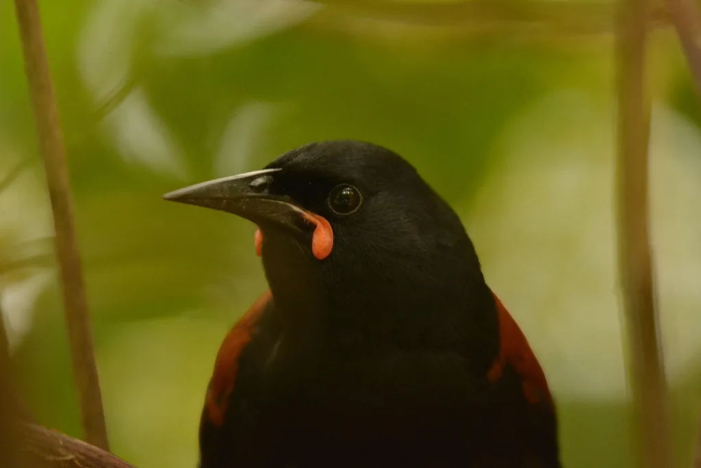 鞍背鸦（Philesturnus carunculatus）