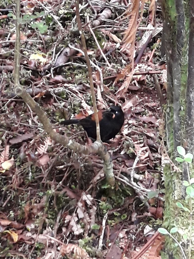 鞍背鸦（Philesturnus carunculatus）