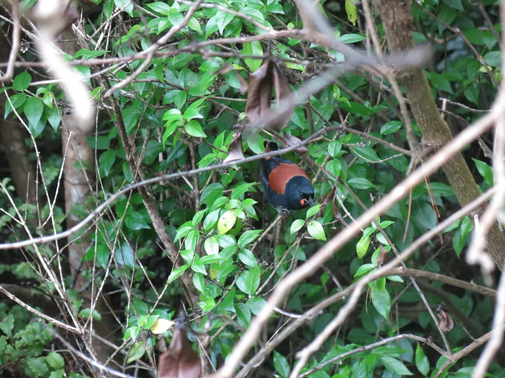北岛鞍背鸦(Philesturnus rufusater)