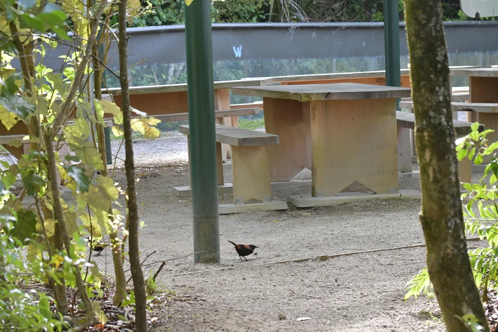 北岛鞍背鸦(Philesturnus rufusater)