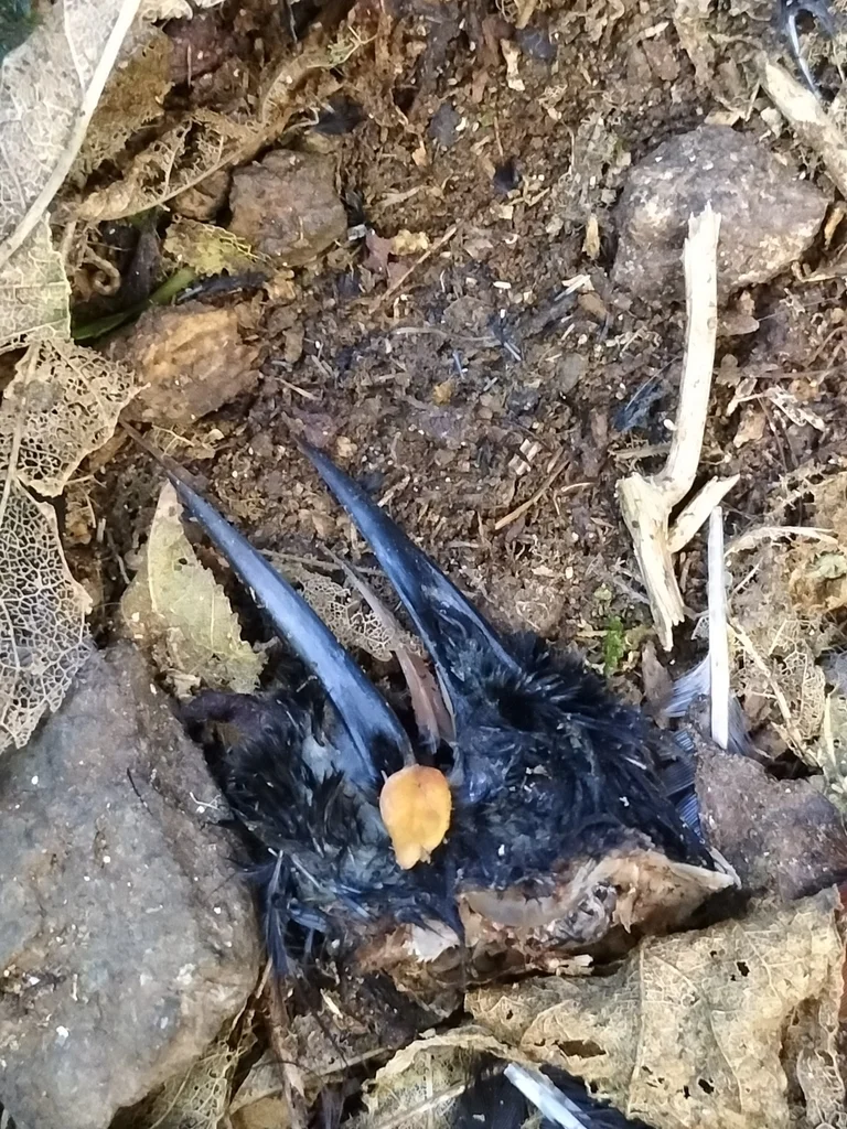 北岛鞍背鸦(Philesturnus rufusater)