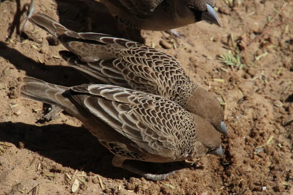 群织雀（Philetairus socius）