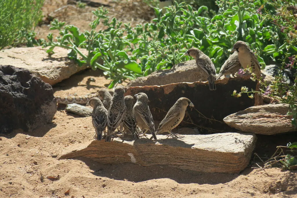 群织雀（Philetairus socius）