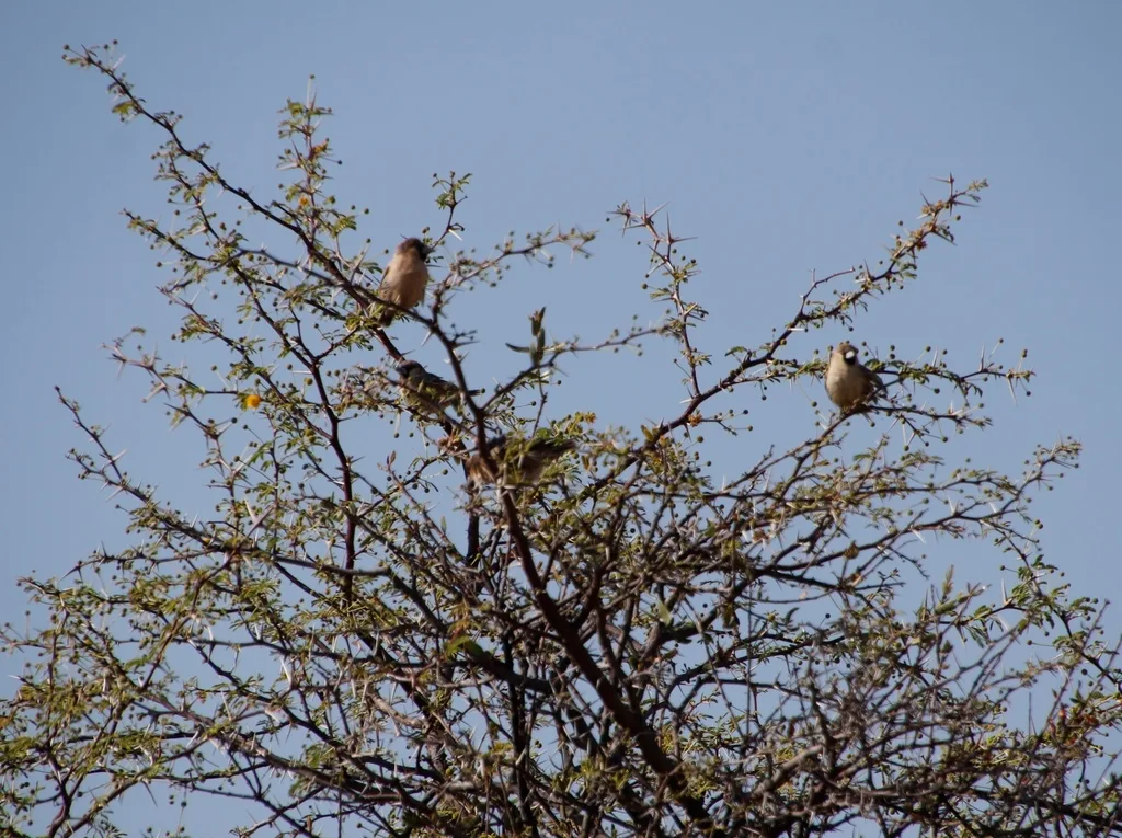群织雀（Philetairus socius）