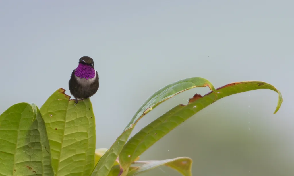 紫喉林星蜂鸟(Philodice mitchellii)