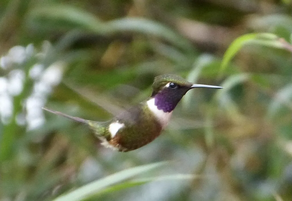 紫喉林星蜂鸟(Philodice mitchellii)