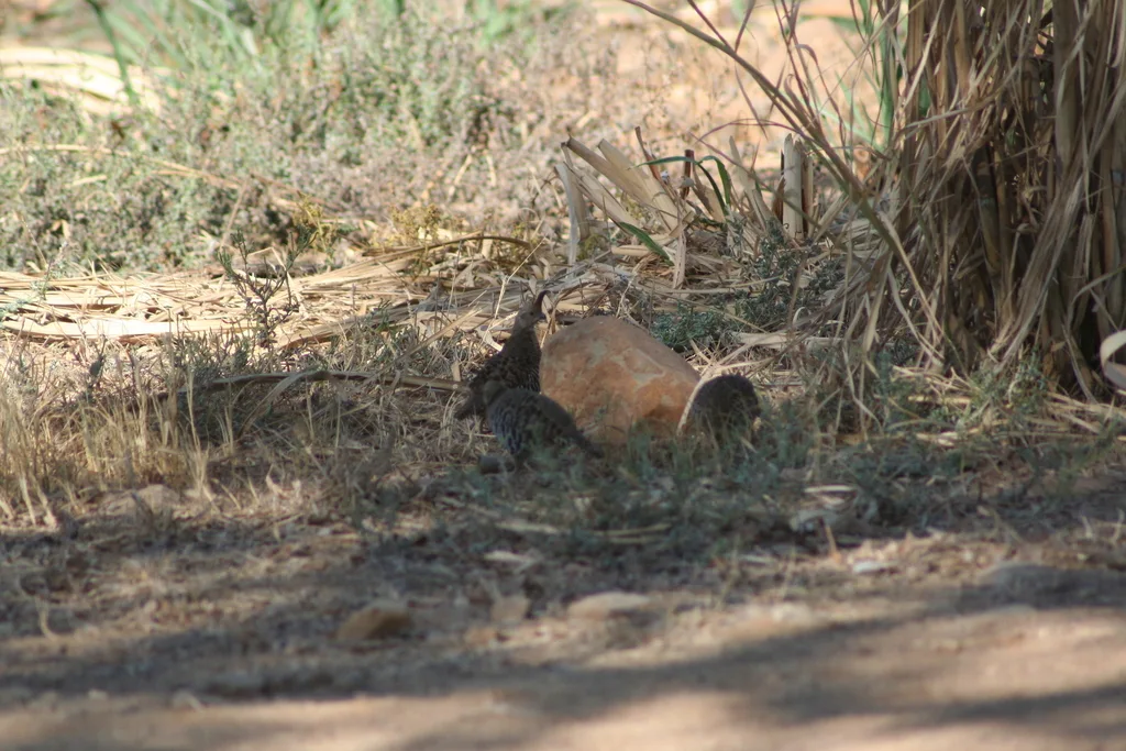 斑鹑（Philortyx fasciatus）
