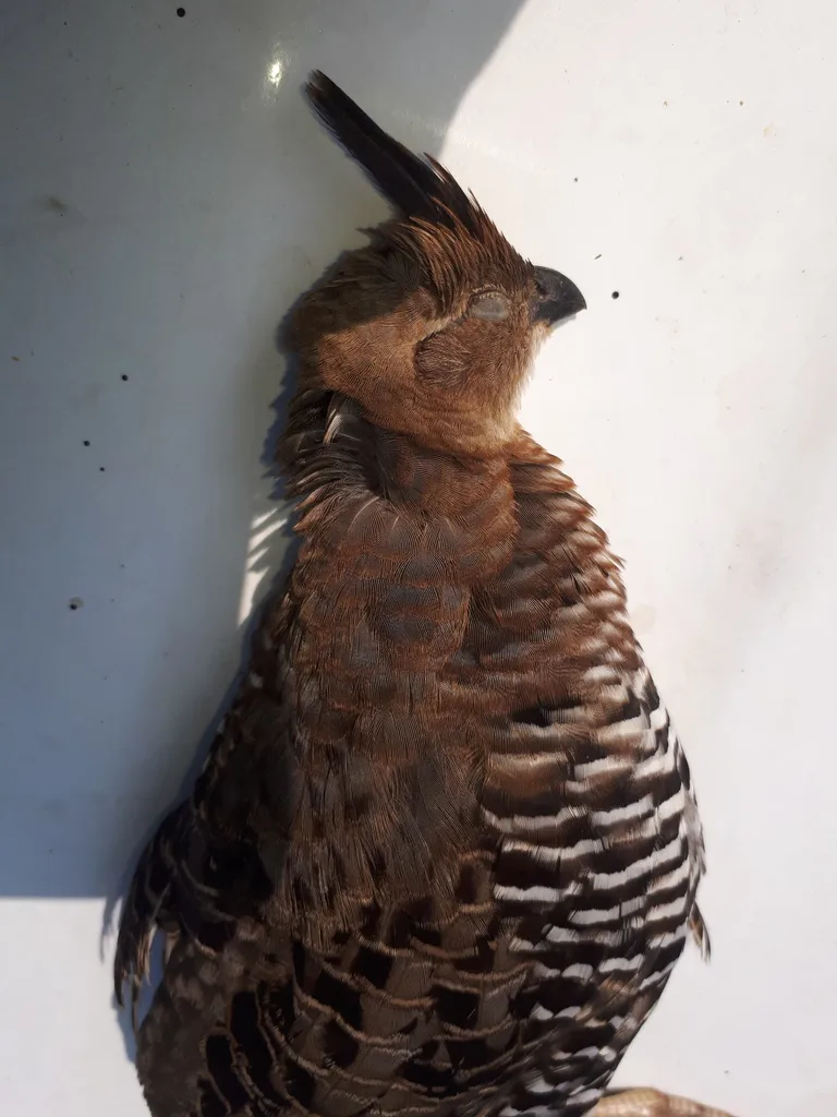 斑鹑（Philortyx fasciatus）
