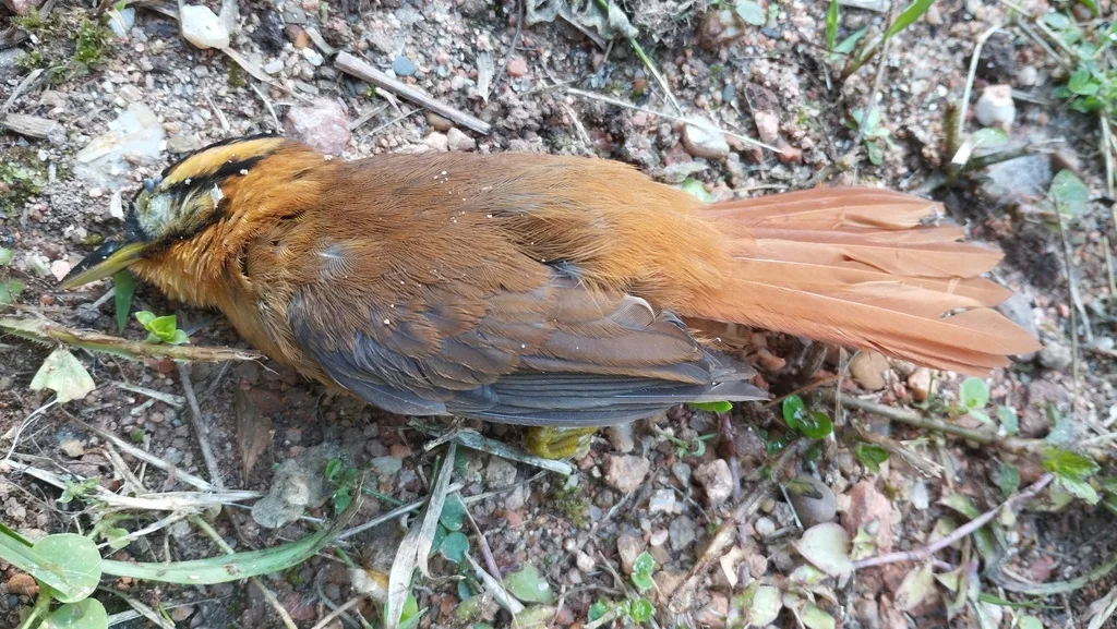 黑顶拾叶雀(Philydor atricapillus)