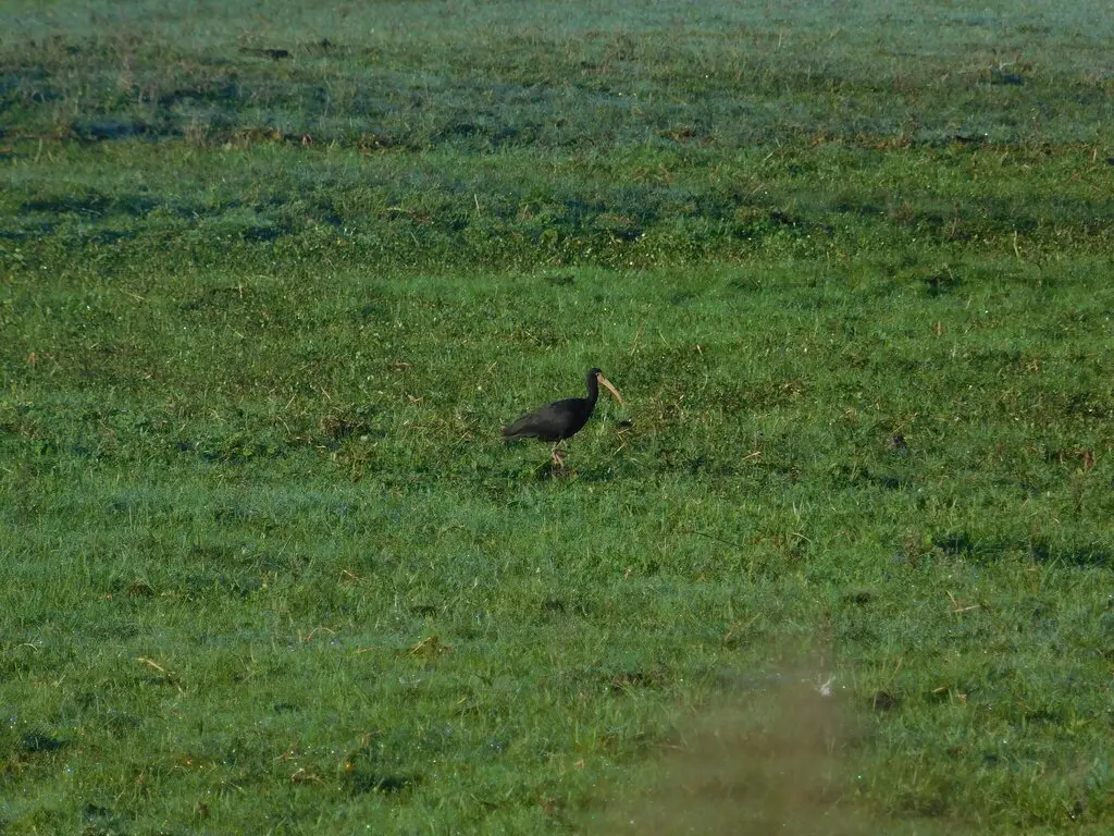 裸脸鹮(Phimosus infuscatus)